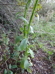Stenachaenium macrocephalum