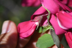 Lathyrus splendens