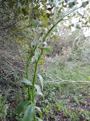 Stenachaenium macrocephalum