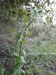 Stenachaenium macrocephalum