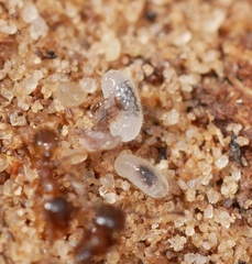 Pheidole pilifera