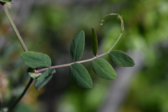 Lathyrus splendens