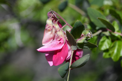 Lathyrus splendens