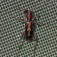 Xylotrechus sagittatus