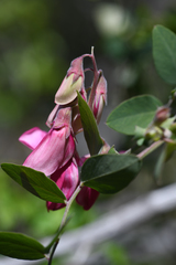 Lathyrus splendens