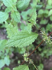 Hesperocnide tenella