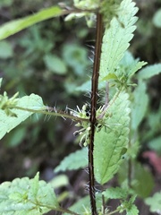 Hesperocnide tenella