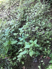 Hesperocnide tenella