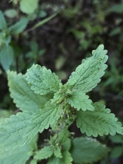 Hesperocnide tenella