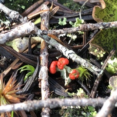 Cladonia transcendens