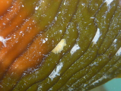 Triopha maculata image