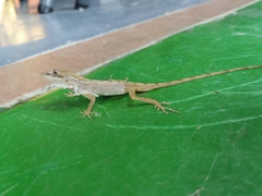 Anolis antonii
