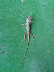 Anolis antonii