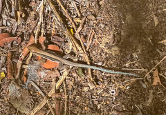 Pholidoscelis polops