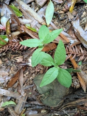 Codonopsis lanceolata