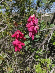 Lathyrus splendens