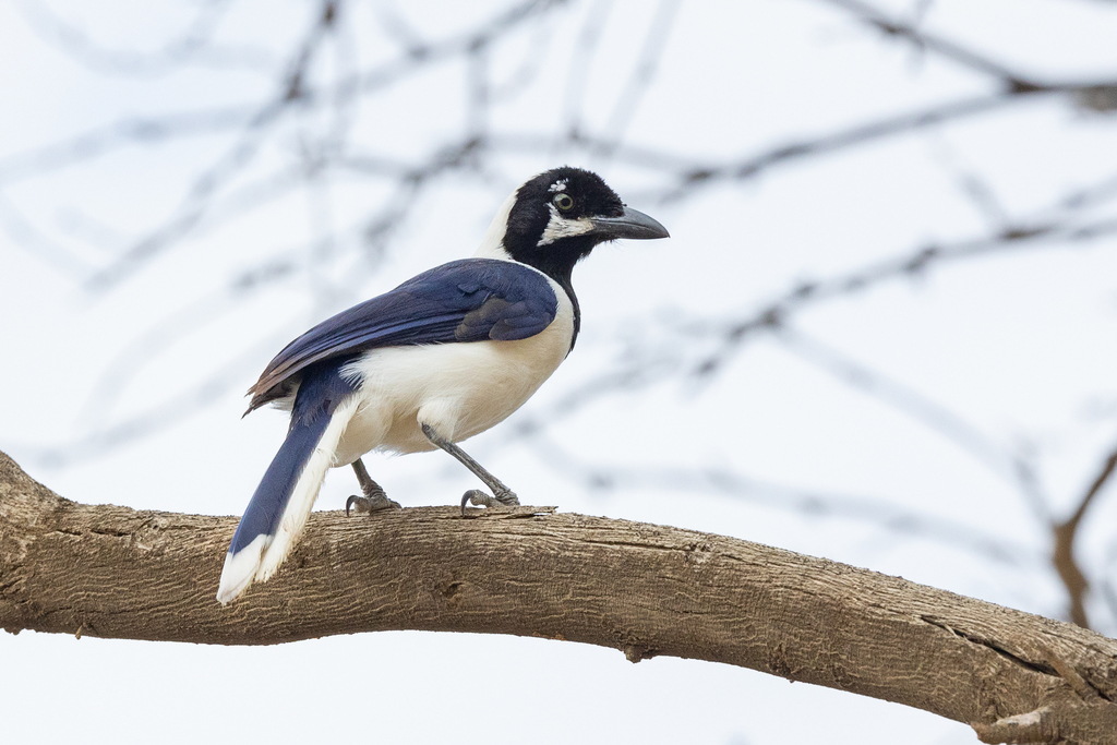 White-tailed Jay