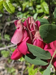 Lathyrus splendens