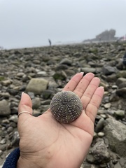 Strongylocentrotus purpuratus