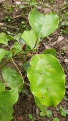 Cinnamomum micranthum