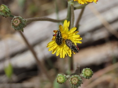 Acmaeodera acuta