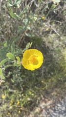 Dendromecon harfordii