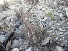 Astrolepis integerrima