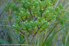 Veronica topiaria
