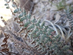 Astrolepis integerrima