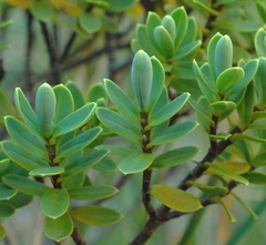 Veronica topiaria