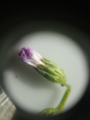 Cyanthillium cinereum
