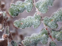 Astrolepis integerrima