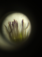 Cyanthillium cinereum