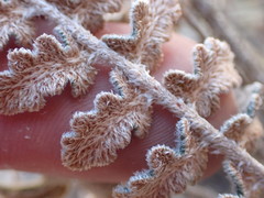 Astrolepis integerrima