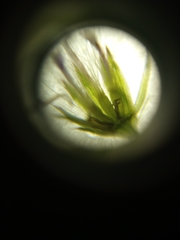 Cyanthillium cinereum