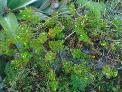 Veronica treadwellii