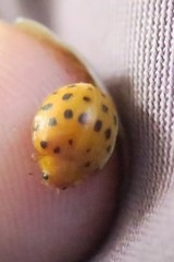 Henosepilachna sumbana