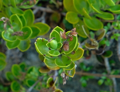 Veronica treadwellii