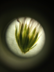 Cyanthillium cinereum