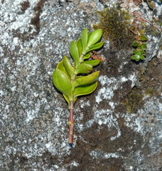 Veronica treadwellii