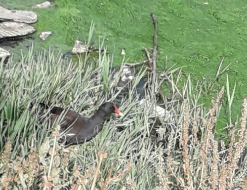 Eurasian Moorhen