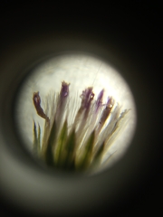Cyanthillium cinereum