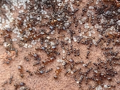 Pheidole pilifera