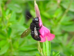 Xylocopa tabaniformis