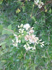 Baccharis anomala
