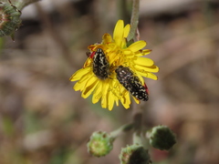 Acmaeodera acuta