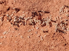Pheidole pilifera