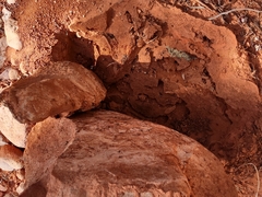 Myrmecocystus mendax