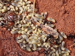 Myrmecocystus mendax