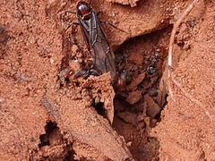 Myrmecocystus mendax